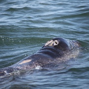 06 - Bahía Magdalena